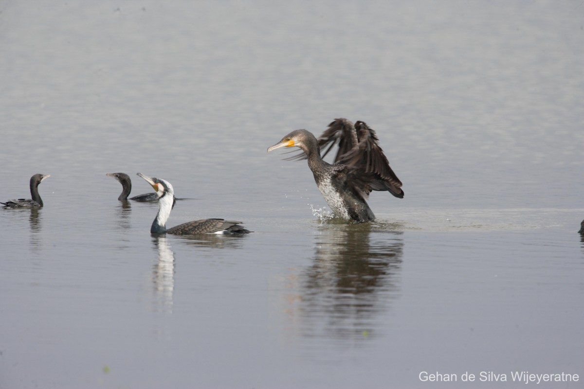 Phalacrocorax carbo Linnaeus, 1758